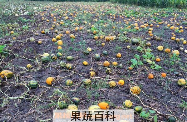 南瓜根的功效与作用 南瓜根熬水的作用