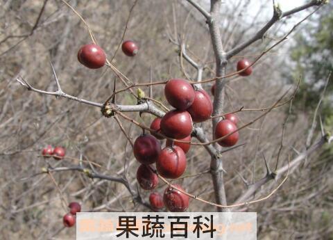 野酸枣图片 野酸枣泡水喝的功效