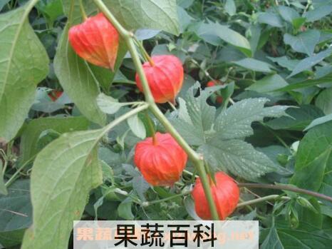 红姑娘的功效与作用