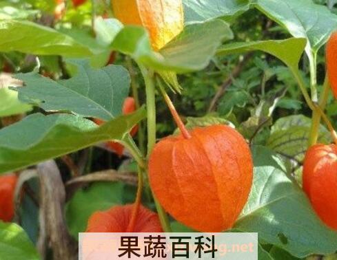 红姑娘的功效与作用