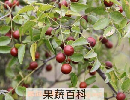 酸枣和红枣的区别 吃酸枣的好处有哪些