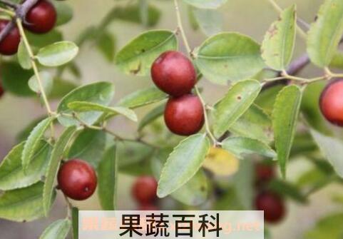 酸枣和红枣的区别 吃酸枣的好处有哪些