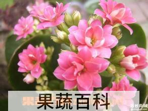 果蔬百科 海棠花的养殖方法