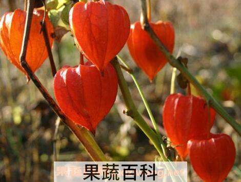 红姑娘怎么泡水喝 红姑娘泡水喝的功效