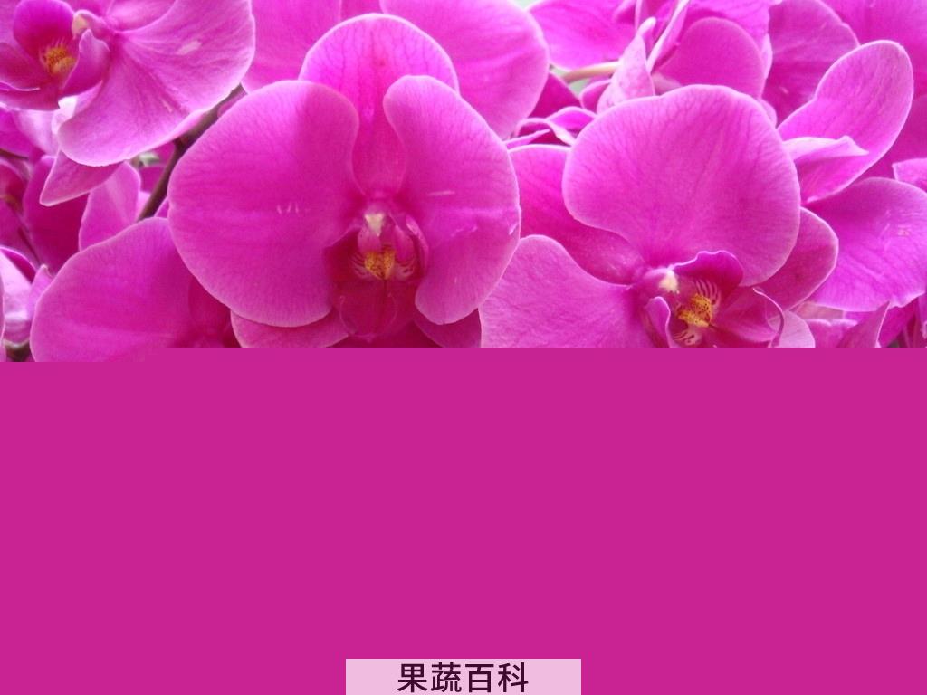 果蔬百科 蝴蝶兰的养殖方法和注意事项