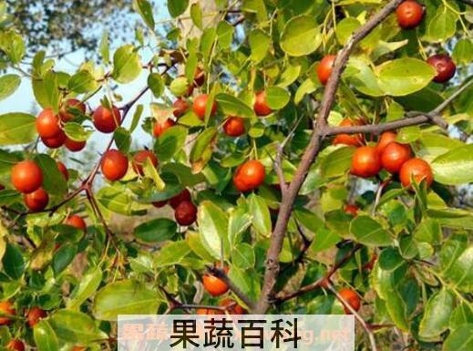 野生酸枣的功效与作用