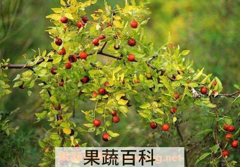 野生酸枣的功效与作用
