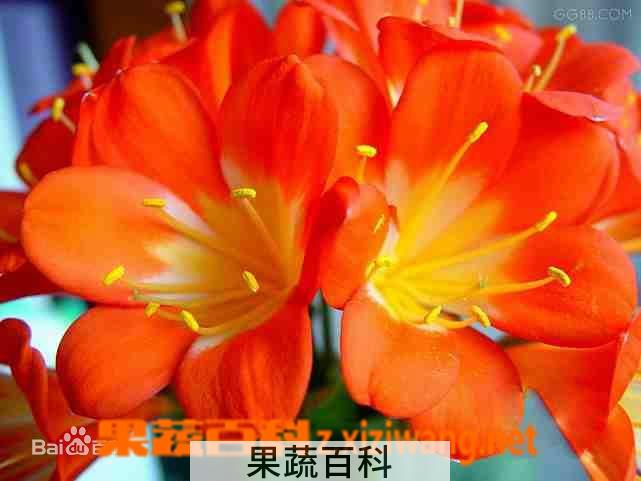 果蔬百科 君子兰的养殖方法