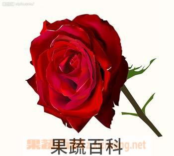 果蔬百科玫瑰花