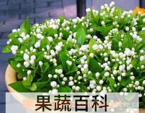 果蔬百科茉莉花的养殖方法