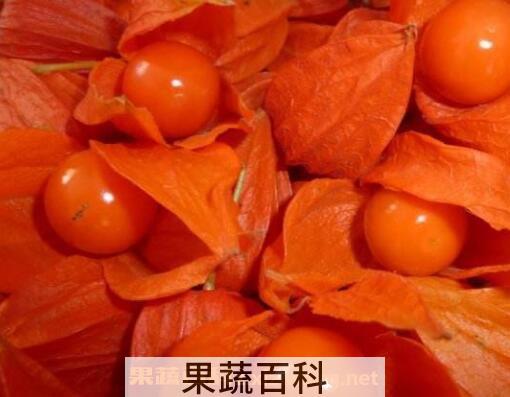红姑娘皮泡水的功效 红姑娘皮泡水切记用量