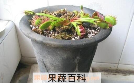 捕蝇草怎么繁殖 捕蝇草种植方法