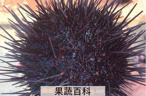 新鲜海胆怎么保存 新鲜海胆的保鲜技巧