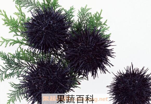 新鲜海胆怎么保存 新鲜海胆的保鲜技巧