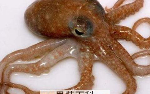 乌贼和章鱼的区别图片 乌贼和章鱼的区别在哪