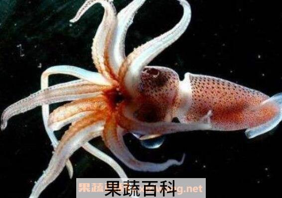 乌贼和章鱼的区别
