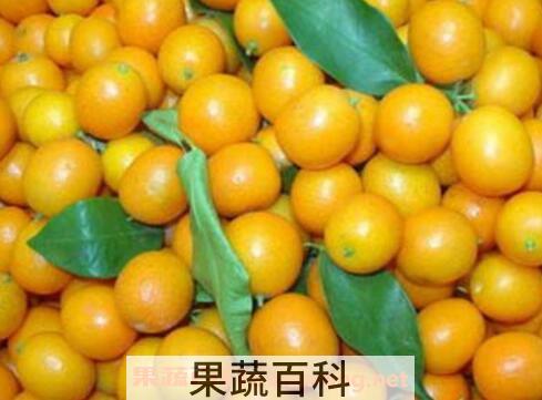 金桔的功效与作用