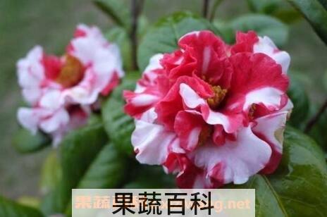 茶花