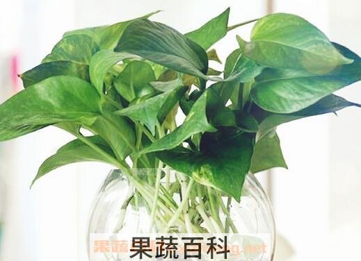 怎样用水养殖绿萝