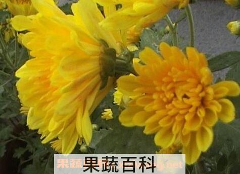 月月菊花的养殖方法