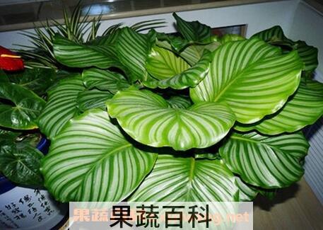  圆叶竹芋的养殖方法