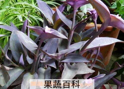 紫鸭跖草怎么养