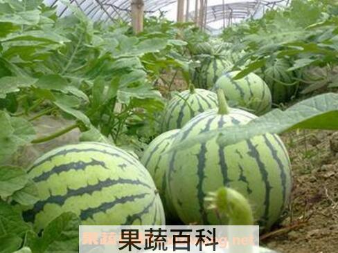 西瓜怎么种植 西瓜的种植方法和时间
