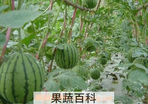 西瓜怎么种植 西瓜的种植方法和时间