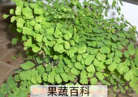 铁线草图片 铁线草的功效