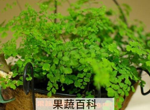 铁线草怎么养最好