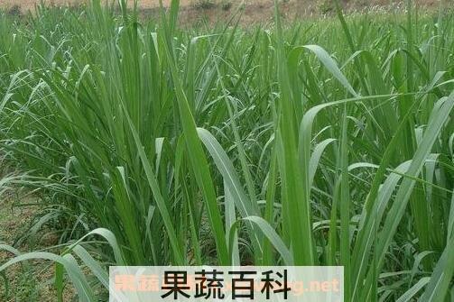 甜象草种植步骤图片