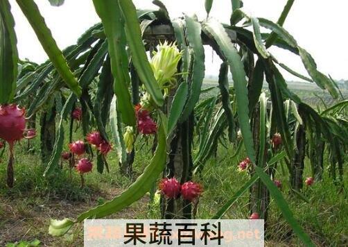 火龙果如何种植 火龙果种植方法技巧