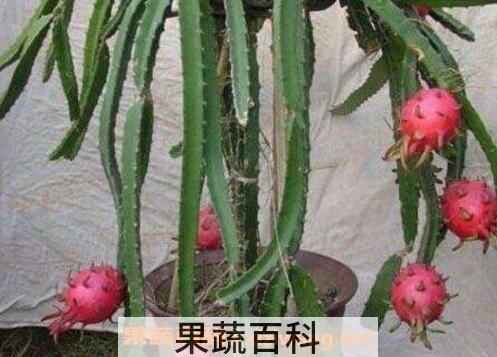 火龙果家庭种植方法