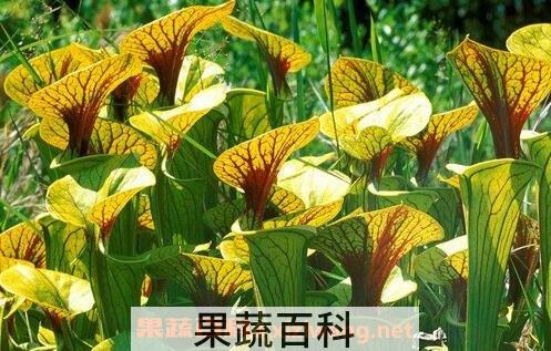 瓶子草的图片 瓶子草繁殖方法