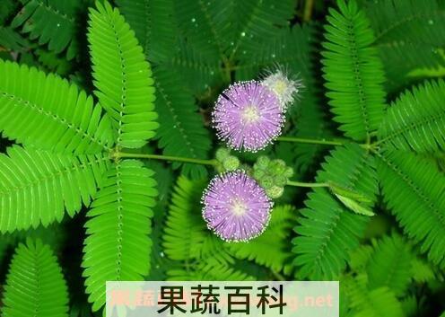 含羞草的养殖方法