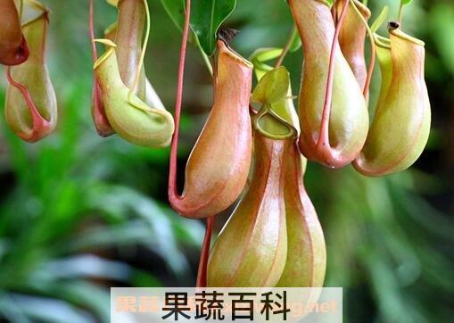 猪笼草花的功效