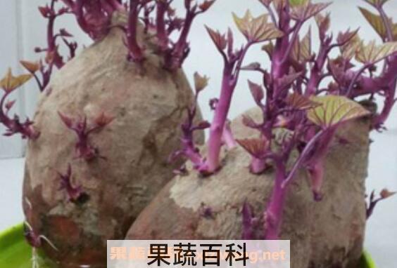 红薯发芽了还能吃吗 红薯发芽吃了的危害与副作用