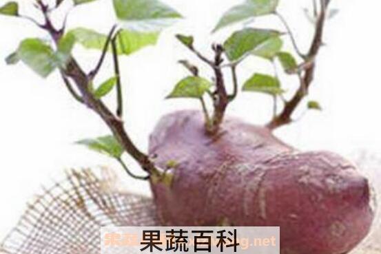 红薯发芽了还能吃吗 红薯发芽吃了的危害与副作用