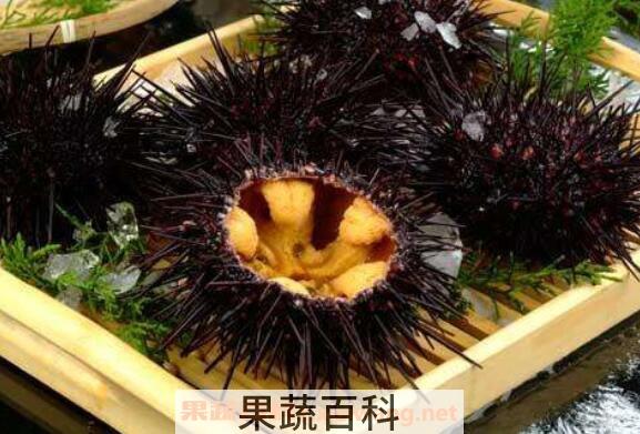 活海胆怎么吃 活海胆的正确吃法