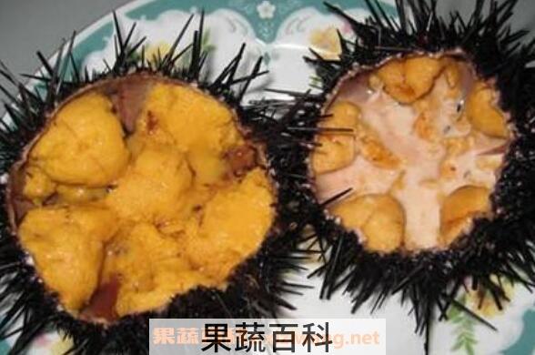 活海胆怎么吃 活海胆的正确吃法