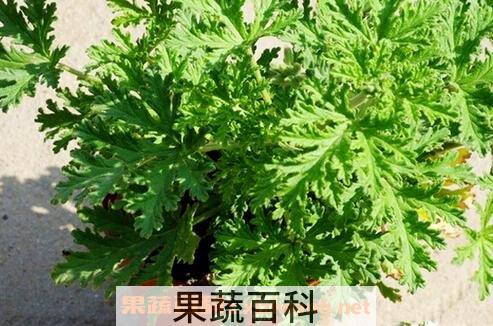  驱蚊草的养殖方法和注意事项