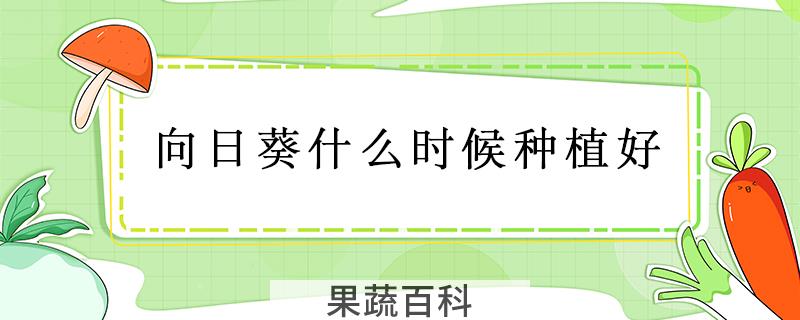 向日葵什么时候种植好