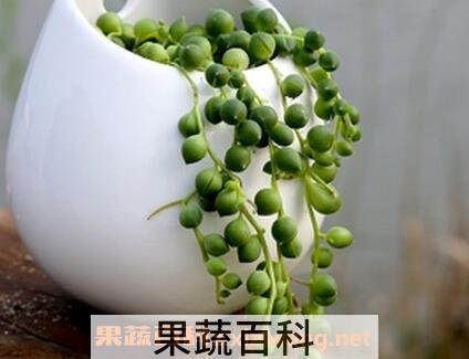植物翡翠的养殖方法