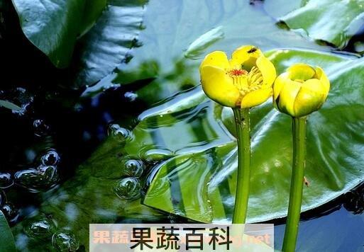 萍蓬草图片