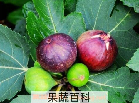 无花果有哪些功效与作用