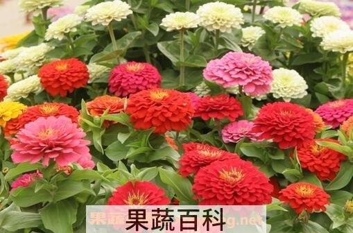 重瓣百日草育种方法