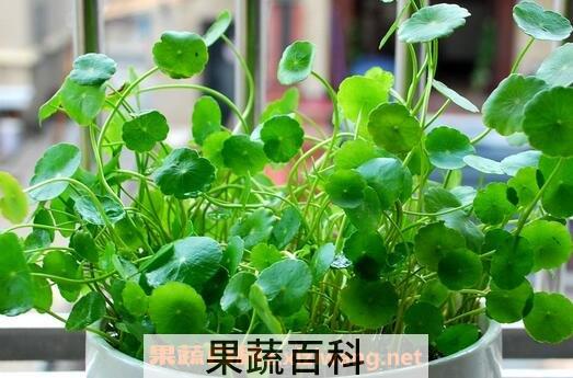 铜钱草如何繁殖 