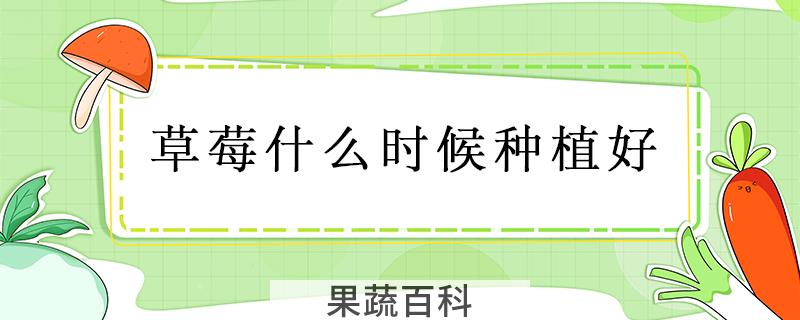 草莓什么时候种植好