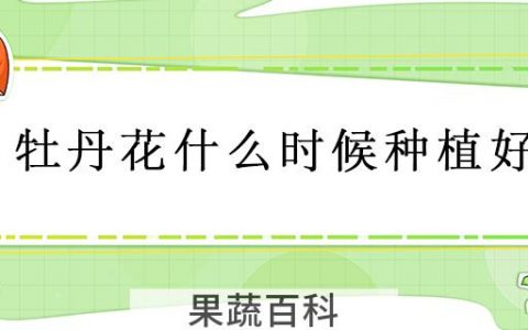 牡丹花什么时候种植好
