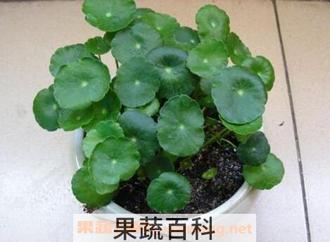 铜钱草功效与作用有哪些